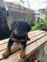 Niles, a male Rottweiler for sale in Lakeland, FL – 2 of 3