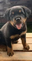 Niles, a male Rottweiler for sale in Lakeland, FL – 1 of 3