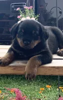 Diamond , a female Rottweiler for sale in Lakeland, FL – 2 of 2