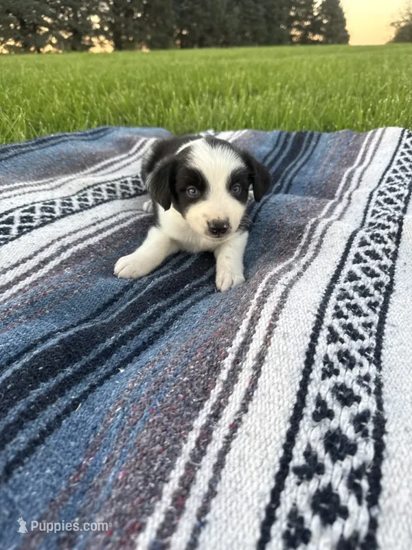 Amy – Border Collie puppy on hold in Iowa City, IA