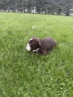 Harriet, a female Olde English Bulldogge for sale in Iowa City, IA – 10 of 10