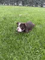 Harriet, a female Olde English Bulldogge for sale in Iowa City, IA – 5 of 10