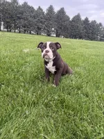 Harriet, a female Olde English Bulldogge for sale in Iowa City, IA – 3 of 10