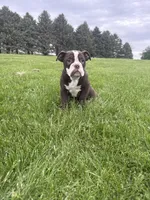Harriet, a female Olde English Bulldogge for sale in Iowa City, IA – 4 of 10
