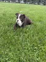 Harriet, a female Olde English Bulldogge for sale in Iowa City, IA – 2 of 10
