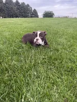 Harriet, a female Olde English Bulldogge for sale in Iowa City, IA – 8 of 10
