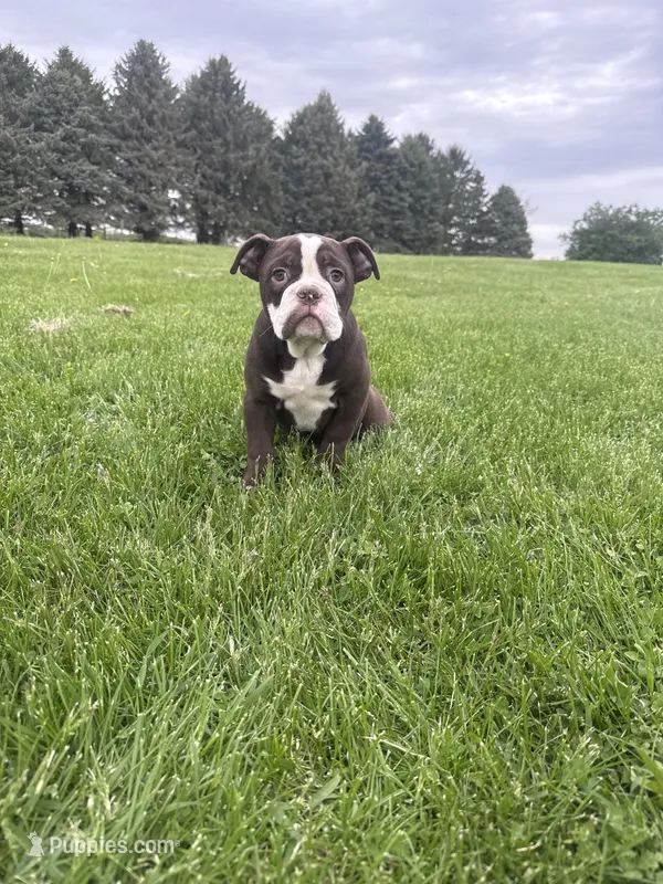 Harriet – Olde English Bulldogge puppy for sale in Iowa City, IA