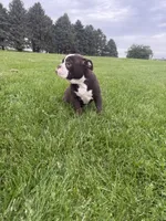 Harriet, a female Olde English Bulldogge for sale in Iowa City, IA – 9 of 10