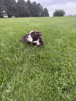 Harriet, a female Olde English Bulldogge for sale in Iowa City, IA – 7 of 10