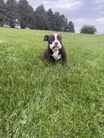 Harriet, a female Olde English Bulldogge for sale in Iowa City, IA – 6 of 10
