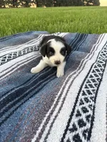 Amy, a female Border Collie for sale in Iowa City, IA – 4 of 5