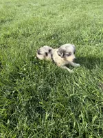 Quinn, a male Miniature Australian Shepherd for sale in Iowa City, IA – 4 of 7