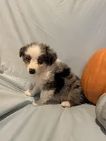 Autumn, a female Miniature Australian Shepherd for sale in Iowa City, IA – Photo 3 of 10