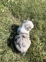 Autumn, a female Miniature Australian Shepherd for sale in Iowa City, IA – Photo 8 of 10