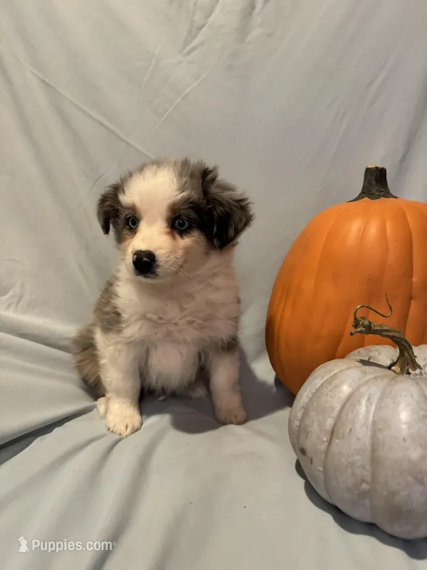 Autumn, a female Miniature Australian Shepherd for sale in Iowa City, IA – Photo 1 of 10