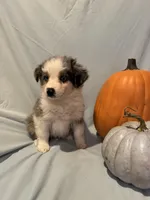 Autumn, a female Miniature Australian Shepherd for sale in Iowa City, IA – Photo 1 of 10