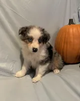 Autumn, a female Miniature Australian Shepherd for sale in Iowa City, IA – Photo 4 of 10