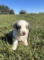 Autumn, a female Miniature Australian Shepherd for sale in Iowa City, IA – Photo 10 of 10
