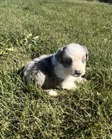 Autumn, a female Miniature Australian Shepherd for sale in Iowa City, IA – Photo 9 of 10