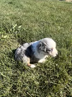 Autumn, a female Miniature Australian Shepherd for sale in Iowa City, IA – Photo 7 of 10