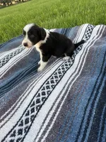Apollo, a male Border Collie for sale in Iowa City, IA – 5 of 5