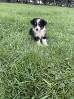 Zoe, a female Miniature Australian Shepherd for sale in Iowa City, IA – 5 of 8