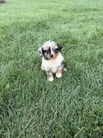 Zara, a female Miniature Australian Shepherd for sale in Iowa City, IA – 6 of 6