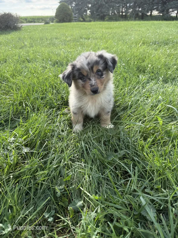 Zuri – Miniature Australian Shepherd puppy for sale in Iowa City, IA