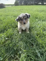 Zuri, a female Miniature Australian Shepherd for sale in Iowa City, IA – 1 of 6