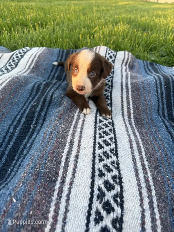  Annie – Border Collie puppy for sale in Iowa City, IA