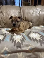 Dena, a female Olde English Bulldogge for sale in Iowa City, IA – Photo 3 of 7