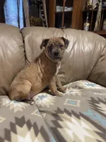 Dena, a female Olde English Bulldogge for sale in Iowa City, IA – Photo 4 of 7