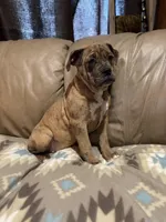 Dena, a female Olde English Bulldogge for sale in Iowa City, IA – Photo 5 of 7