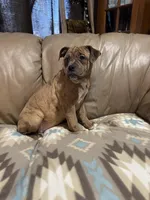 Dena, a female Olde English Bulldogge for sale in Iowa City, IA – Photo 6 of 7