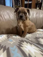 Dena, a female Olde English Bulldogge for sale in Iowa City, IA – Photo 2 of 7