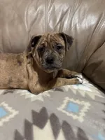 Dena, a female Olde English Bulldogge for sale in Iowa City, IA – Photo 7 of 7