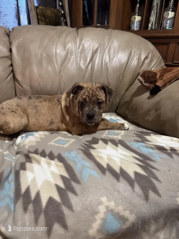 Dena, a female Olde English Bulldogge for sale in Iowa City, IA – Photo 1 of 7