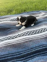 Ace, a male Border Collie for sale in Iowa City, IA – 6 of 6