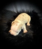 Champagne, a female Olde English Bulldogge for sale in Iowa City, IA – Photo 8 of 10