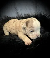 Champagne, a female Olde English Bulldogge for sale in Iowa City, IA – Photo 5 of 10