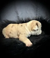 Champagne, a female Olde English Bulldogge for sale in Iowa City, IA – Photo 10 of 10