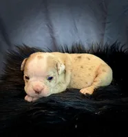 Champagne, a female Olde English Bulldogge for sale in Iowa City, IA – Photo 7 of 10