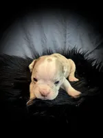 Champagne, a female Olde English Bulldogge for sale in Iowa City, IA – Photo 3 of 10