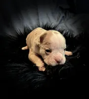 Champagne, a female Olde English Bulldogge for sale in Iowa City, IA – Photo 2 of 10