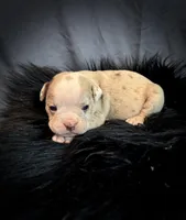 Champagne, a female Olde English Bulldogge for sale in Iowa City, IA – Photo 1 of 10
