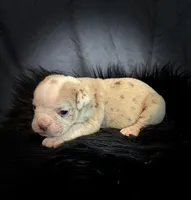 Champagne, a female Olde English Bulldogge for sale in Iowa City, IA – Photo 6 of 10