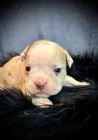 Champagne, a female Olde English Bulldogge for sale in Iowa City, IA – Photo 4 of 10