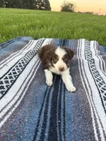 Alfie, a male Border Collie for sale in Iowa City, IA – 2 of 5