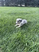 Quinn, a male Miniature Australian Shepherd for sale in Iowa City, IA – 7 of 7