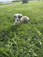 Quinn, a male Miniature Australian Shepherd for sale in Iowa City, IA – 2 of 7